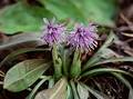 Wild Flowers