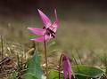 Wild Flowers