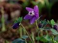 Wild Flowers