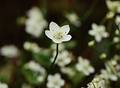 Wild Flowers