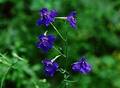 Wild Flowers