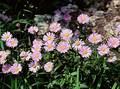 Wild Flowers