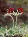 Wild Flowers