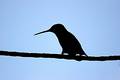 Hummer silhouette