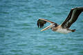 Pelican In Flight