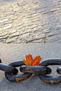 Beauty of  fading autumn