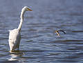 Ruffled feather Egret