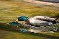 Duck Surfing