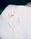 Stingray Grimace