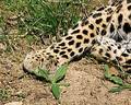 Caged Leopard Paw