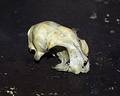 Rodent Skull