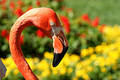 Pink Flamingo