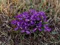 Wild Flowers