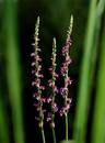 Wild Flowers