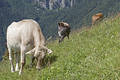 Cows
