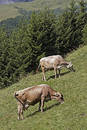 Cows