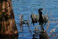 Male Anhinga
