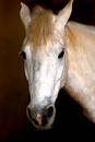 White horse