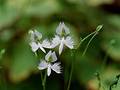 Wild Flowers