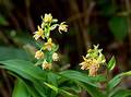 Wild Flowers