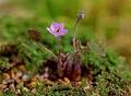 Wild Flowers