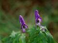 Wild Flowers
