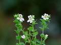 Wild Flowers