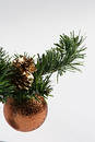 Bauble hanging on greenery sprig
