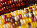 Indian Corn