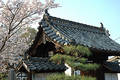 Hanami ki