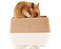 Hamster