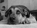 Mans Best Friend