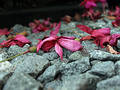Fuschia on stones