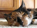 Free Stock Photo: Tortoishell Cat Picture. Image: 259955
