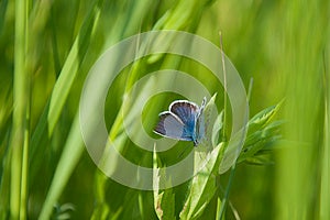Stock Photography: Butterfly. Image: 25244432