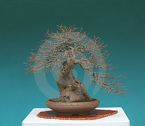 Chinese  Bonsai on Stock Images  Chinese Elm Bonsai In Spring Picture  Image  2585984