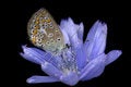 Immagini Stock - Azure and chicory