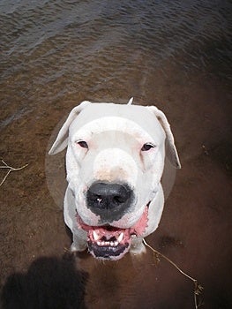 Dogo+argentino+hunting