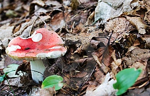 mushrooms red caps