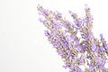 Stock Photo - Lavender