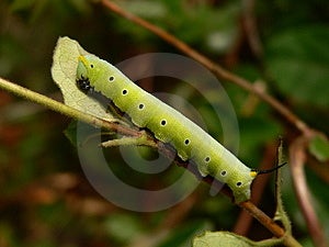 Horned Caterpillar