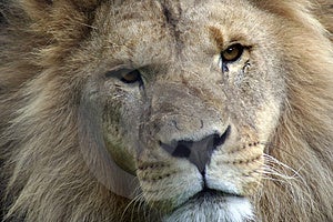 Stock Image - Lion
