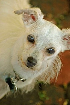 Chiwawa Maltese Mix