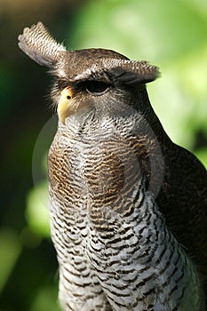 Asian Eagle Owl