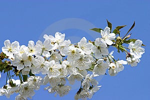 Free Stock Photo - Cherry bloom