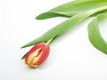 Stock Image - Red tulip