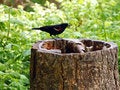 Stock Photo - Black bird on treestump
