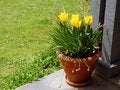 Daffodils in brown pot