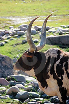Brahman Bull Horns