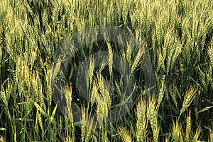 Early Wheat Free Stock Photography